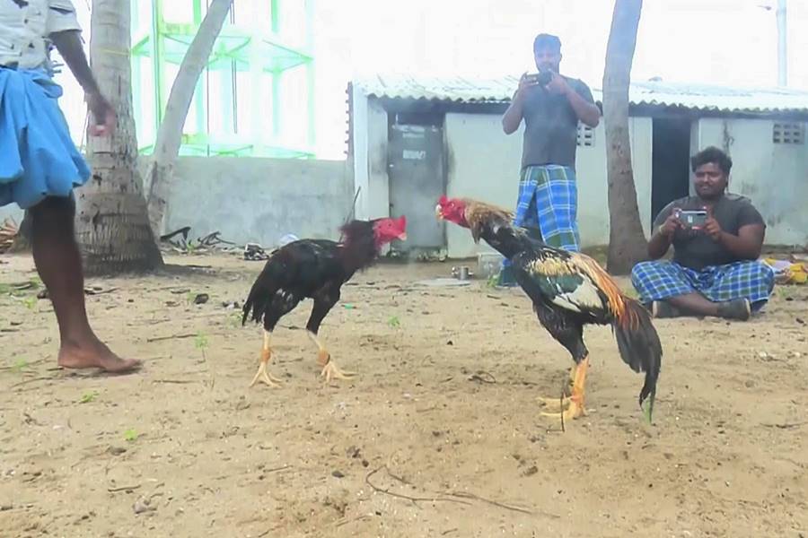 Indian Rooster Kills Owner With Cockfight Blade