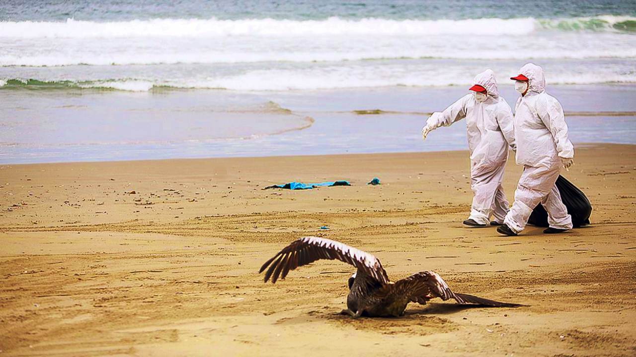Bird flu kills almost 14,000 pelicans, seabirds in Peru