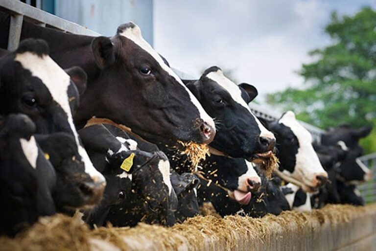 GOLDMAN SACHS SAYS THE ONLY OTHER COMMODITY ‘LOOKING AS PRECARIOUS AS