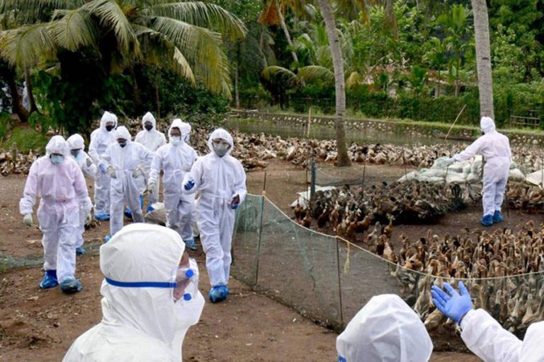 INDIA CONFIRMS BIRD FLU IN 6 STATES